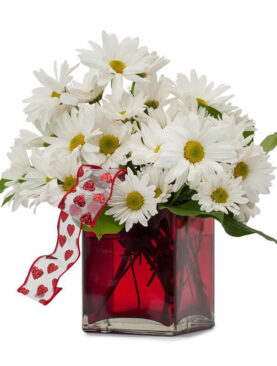 Bouquet of White Gerberas